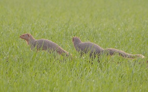 Mongoose (नेवला)